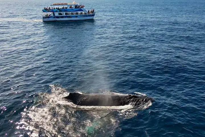 Hoku Nai'a Whale Watching Power Catamaran and a humpback whale off the coast of Dana Point, CA