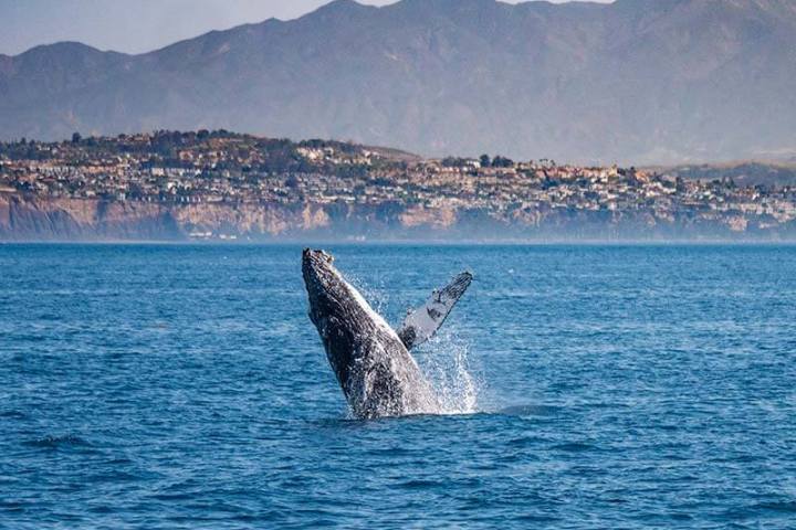 Humpback whale jumping out of the water in front of Dana Point, California