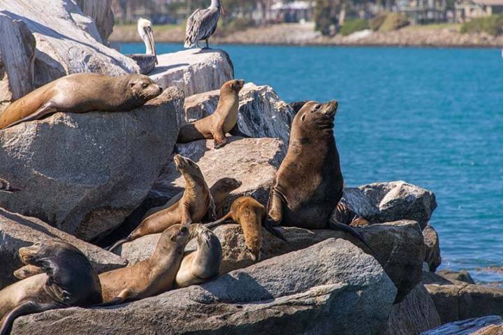Sea lions on the jetty rocks seen during Dana Point Harbor boat cruise