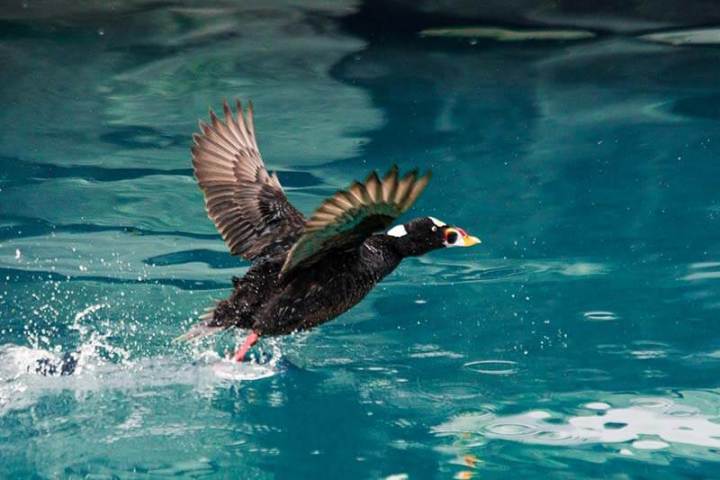 A surf scoter takes flight from the water seen during Dana Point Harbor boat cruise