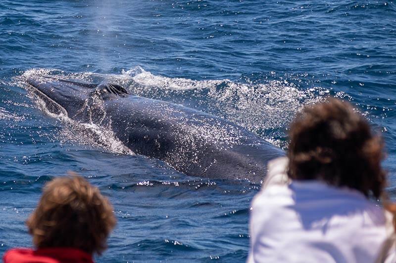 Brydes-Whale-6545_800x533_copyright-Dolphin-Safari People watching a Bryde's whale off the coast of Dana Point, California
