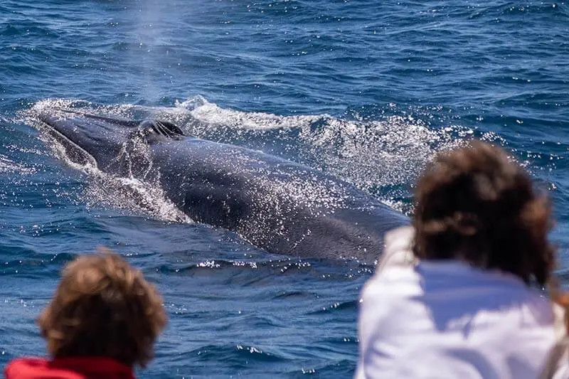 People watching a Bryde's whale off the coast of Dana Point, California