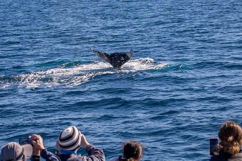 Gray-Whale-2796_800x533_copyright-DolphinSafari Passengers aboard whale watching boat from Capt. Dave's watch a gray whale tail