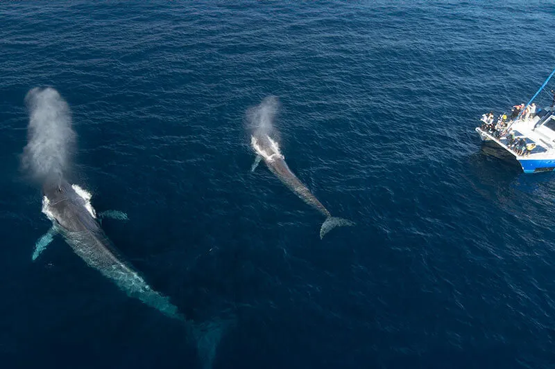 Blue-Whales-and-Manutea-0061_800x533_Copyright-Dolphin-Safari Drone view of two blue whales swimming in front of Captain Dave's whale watching catamaran off the coast of Dana Point, California