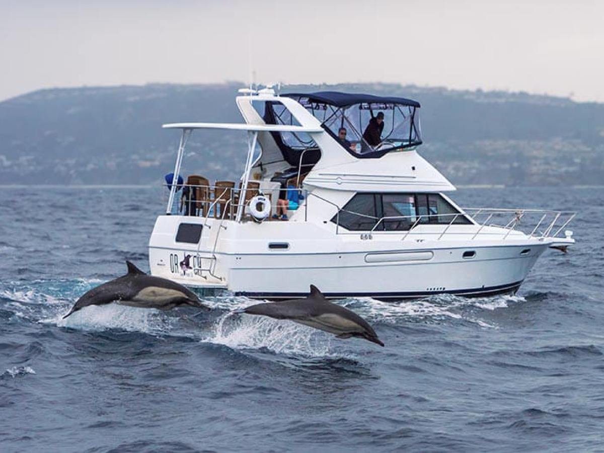 Motor Yacht ORCA and jumping common dolphins