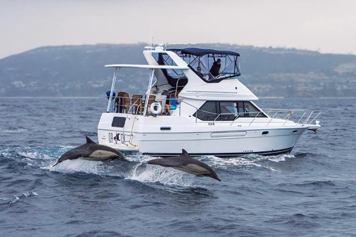 Motor Yacht ORCA and jumping common dolphins