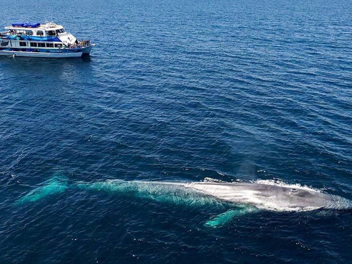 Blue whale next to power catamaran Hoku Nai'a, an upscale whale watching boat in Dana Point, California