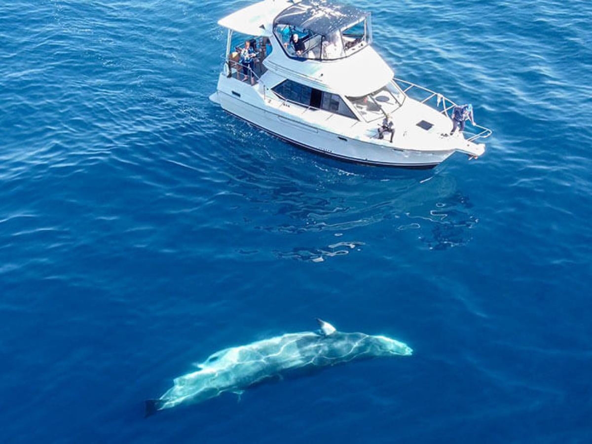 A minke whale swims towards Captain Dave's motor yacht called ORCA