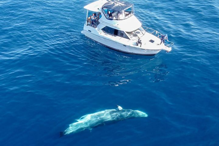 A minke whale swims towards Captain Dave's motor yacht called ORCA