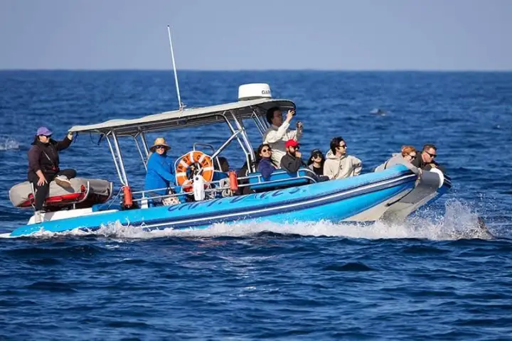 Rigid hull inflatable (zodiac-style) catamaran Fast Cat in Dana Point, California