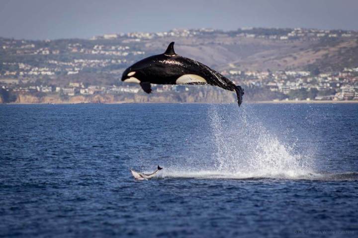 An orca (killer whale) jumping high out of the water off the coast of Dana Point, California