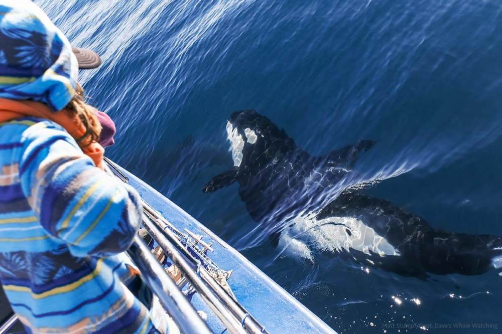 An orca (killer whale) swimming next to our Dana Point whale watching catamaran
