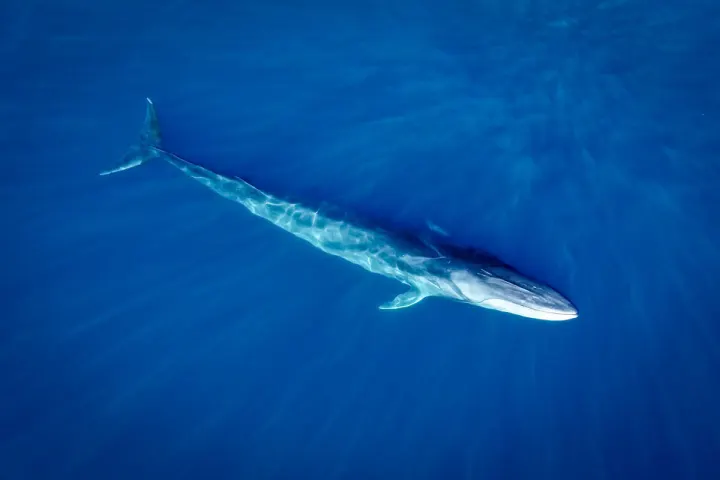 Drone view of a fin whale swimming in the clear blue water of the Pacific Ocean near Dana Point, California