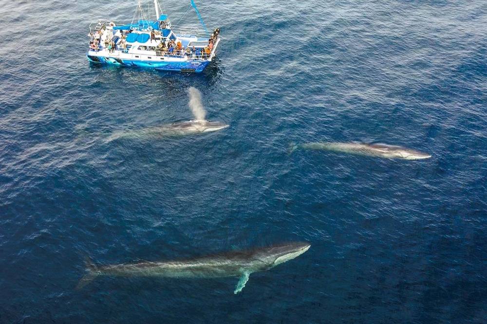 3 fin whales swim next to Captain Dave's catamaran Manute'a off the coast of Dana Point, California