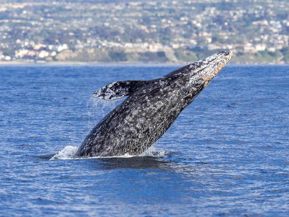 A gray whale jumping out of the Pacific Ocean near Dana Point, California