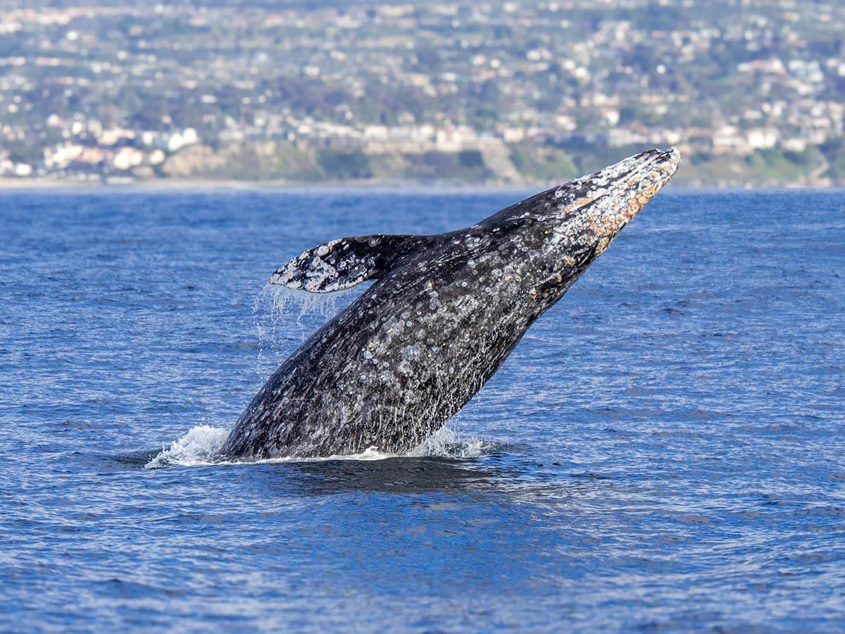 Gray Whale Breaching A gray whale jumping out of the Pacific Ocean near Dana Point, California