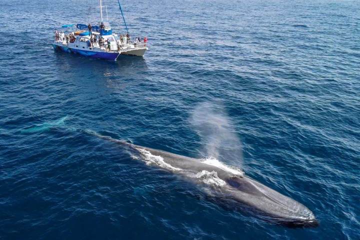Captain Dave's catamaran Manute'a watching a blue whale near Dana Point, California