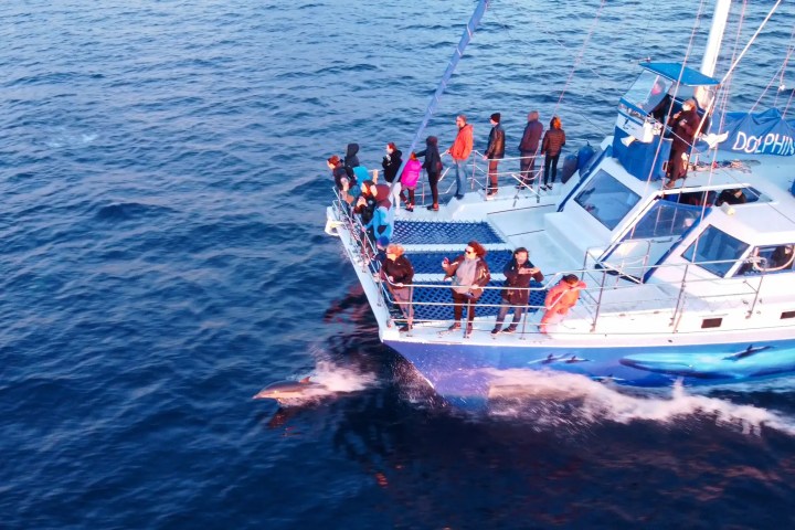 People on catamaran Manute'a at sunset watching a dolphin swim in the ocean off Dana Point, California