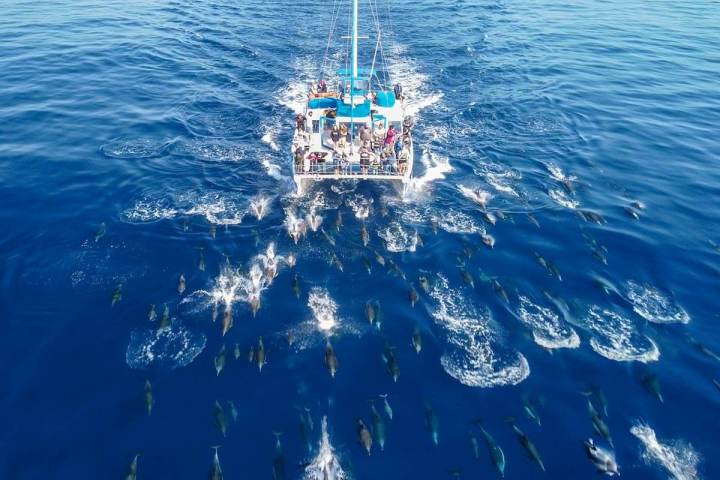 Captain Dave's catamaran sailboat Manute'a and a large pod of wild dolphins off the coast of Dana Point, California