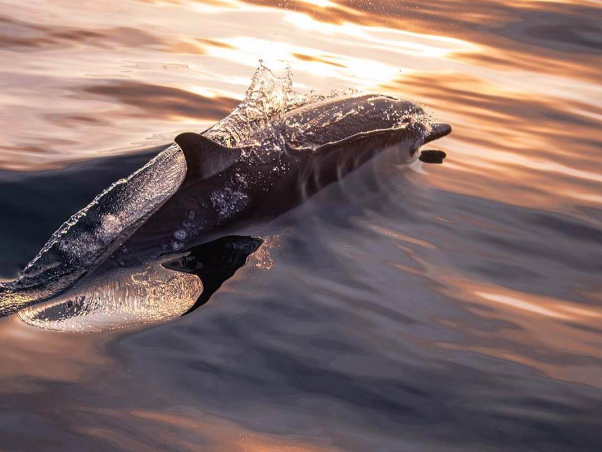 A common dolphin glides through glassy seas during sunset off the coast of Dana Point, California