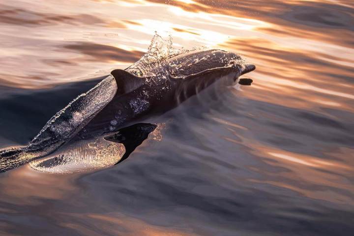 A common dolphin glides through glassy seas during sunset off the coast of Dana Point, California