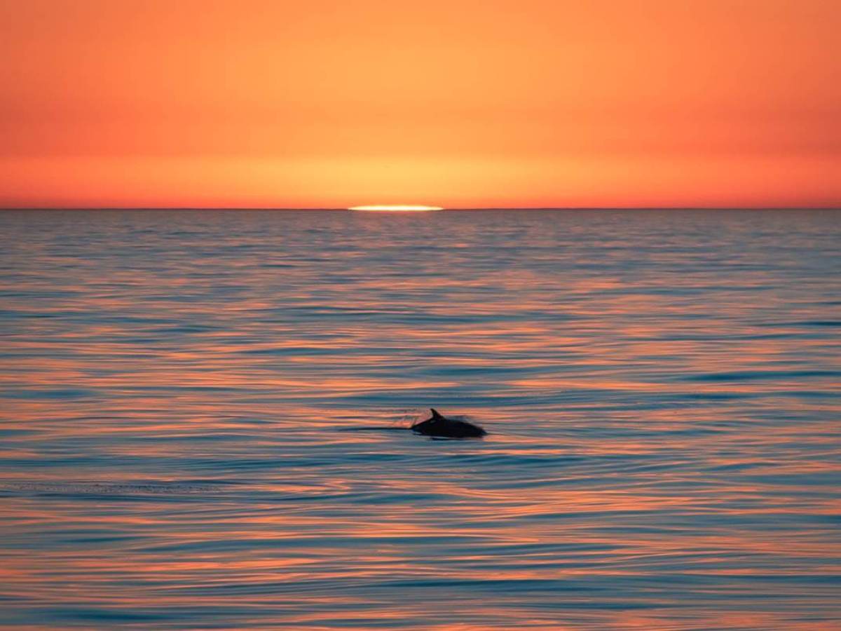 The sun dips below the horizon as a wild dolphin swims through calm seas off the coast of Dana Point, California