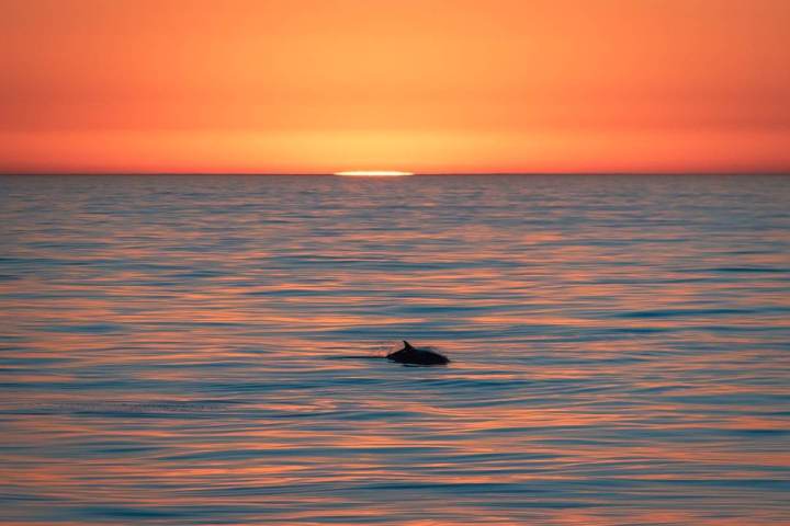 The sun dips below the horizon as a wild dolphin swims through calm seas off the coast of Dana Point, California