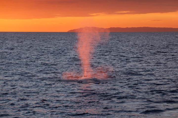 A fin whale exhales with Catalina Island in the background during a colorful sunset off the coast of Dana Point, California