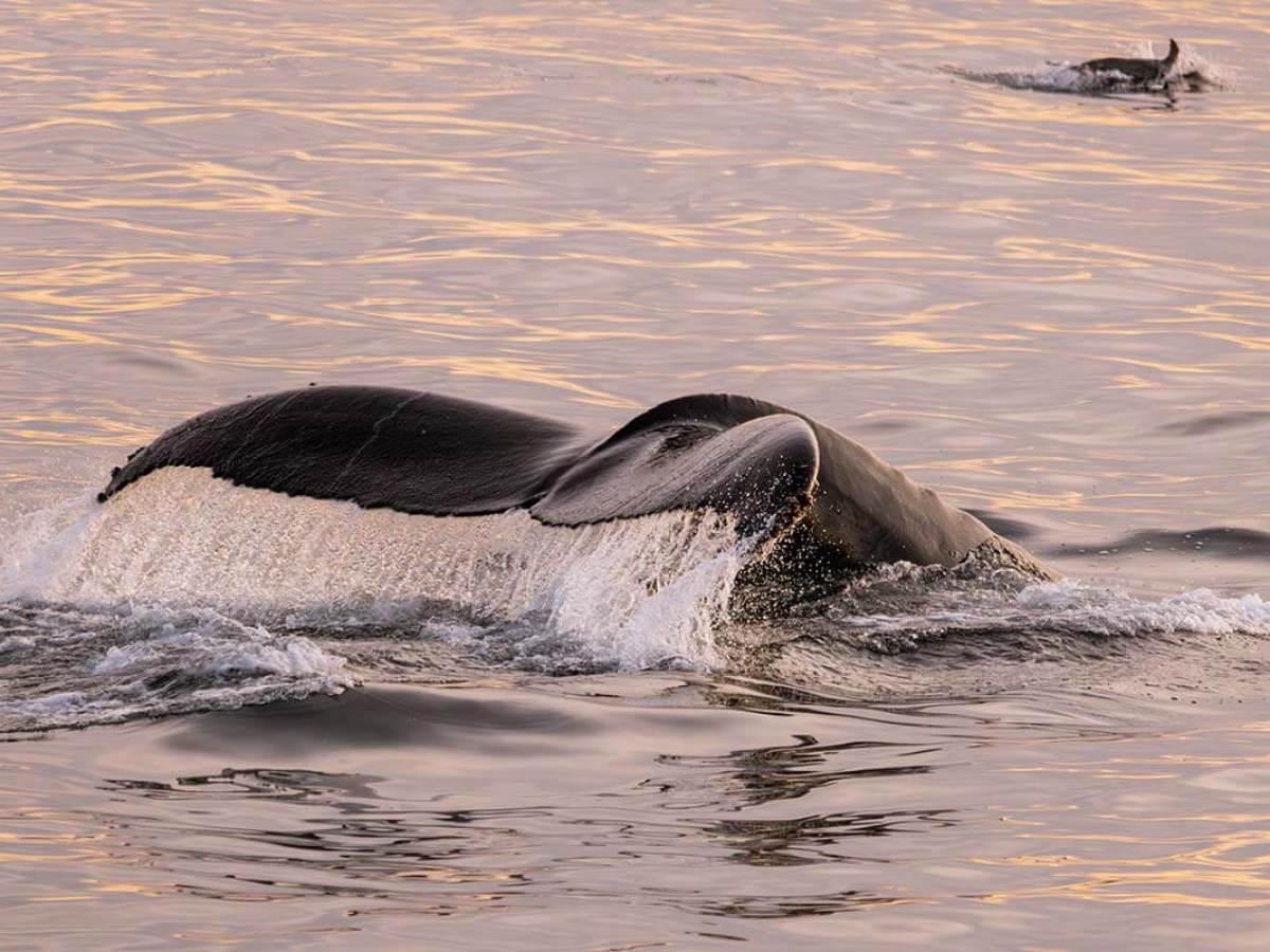 Humpback whale lifts its tale flukes while a dolphin swims nearby during calm seas at sunset off of Dana Point, California