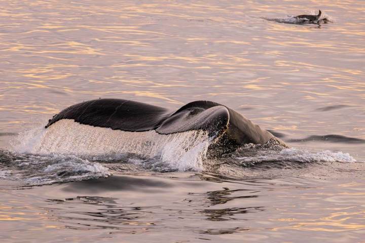 Humpback whale lifts its tale flukes while a dolphin swims nearby during calm seas at sunset off of Dana Point, California