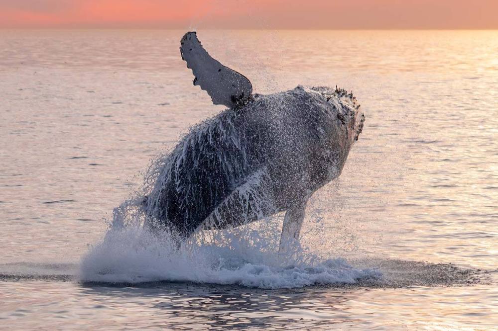 Southern California holiday events New Year’s Eve dolphin and whale watching safari in Dana Point