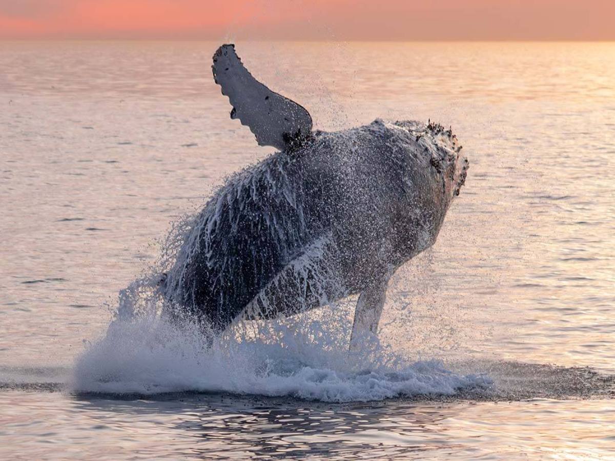 Humpback whale jumps out of the calm water during sunset off the coast of Dana Point, California