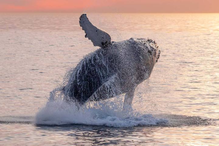 Humpback whale jumps out of the calm water during sunset off the coast of Dana Point, California