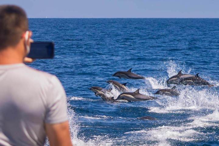 A whale watching passenger films a dolphin stampede from Capt. Dave's Dana Point Whale Watching catamaran