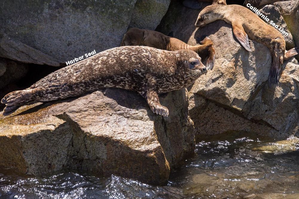 A harbor seal, and behind it to the right, a California sea lion, are lounging on the rocks at Dana Point Harbor