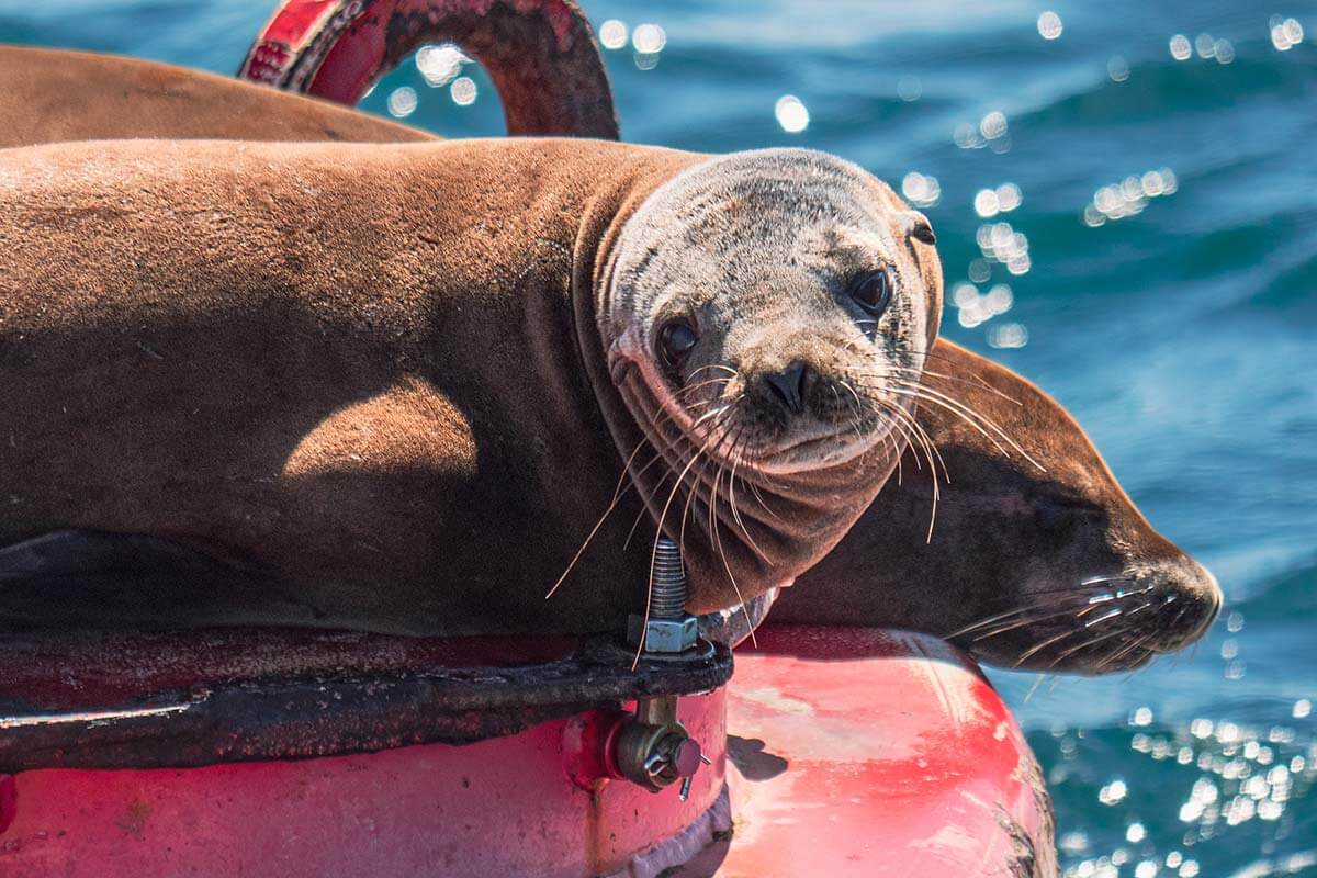 Brave Bipolar Bard” by —Anonymous Poet— *Nota Bene! Except for a misreading  of the poet's intent (due primarily to the unduly skeptical nature of the  forum members' comments), the subsequent critique by, image size:1200x800