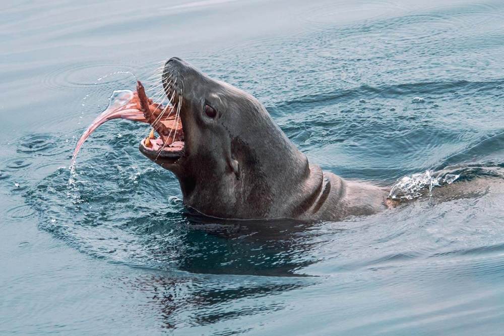 A California Sea Lion eating an octopus off the coast of Dana Point