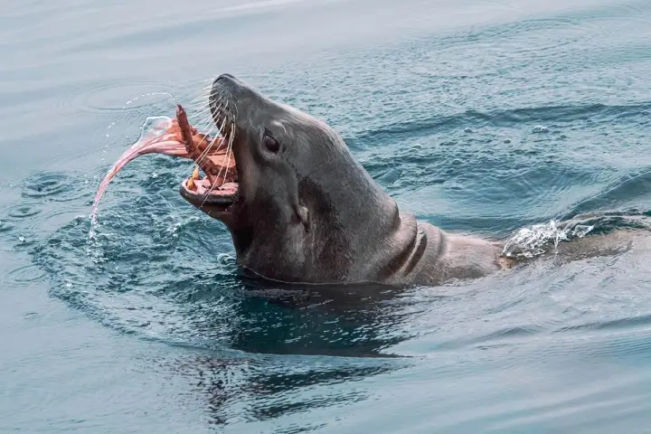 A California Sea Lion eating an octopus off the coast of Dana Point