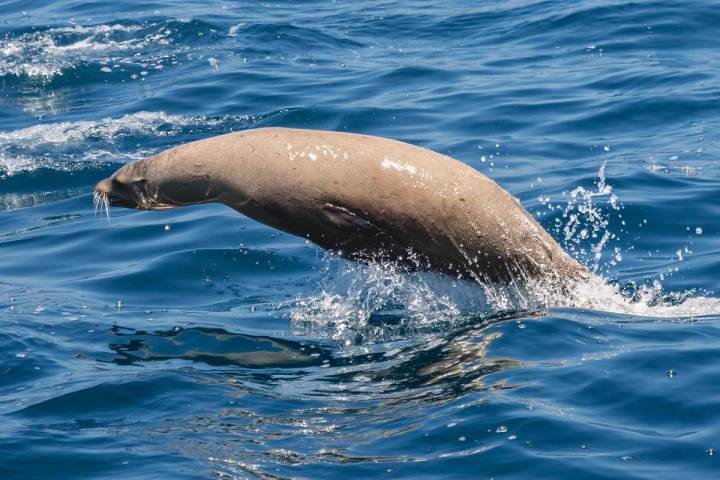 A California sea lion jumps out of the ocean near Dana Point, California