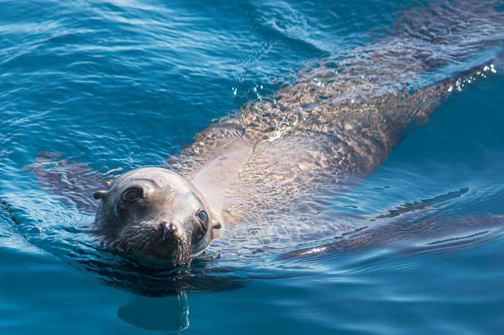 A California sea lion swimming in the ocean near Dana Point