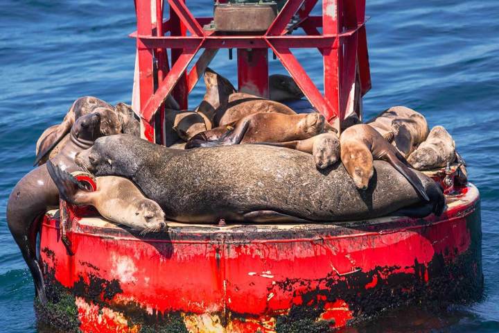 A group of California sea lions on a red buoy near Dana Point