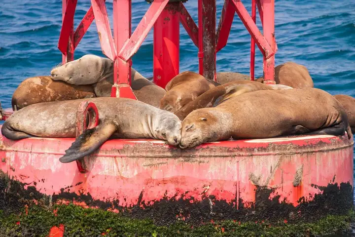 A group of California sea lions on a red buoy near Dana Point