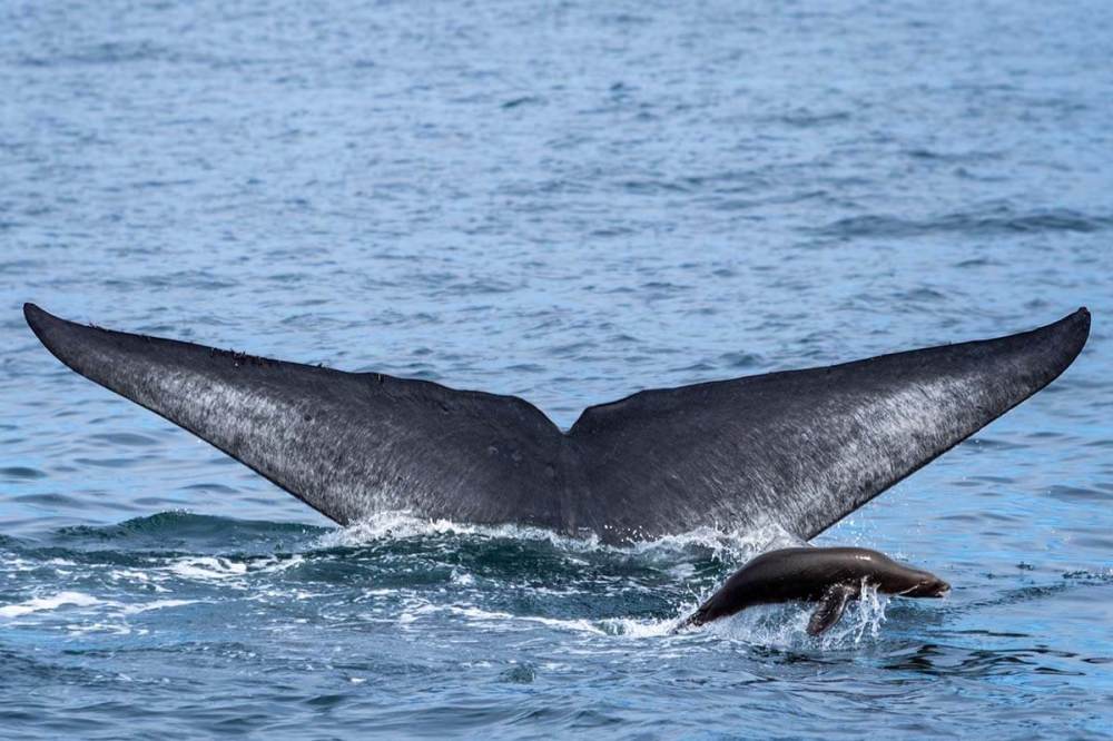 A California sea lion jumps out of the ocean with a blue whale tail behind it