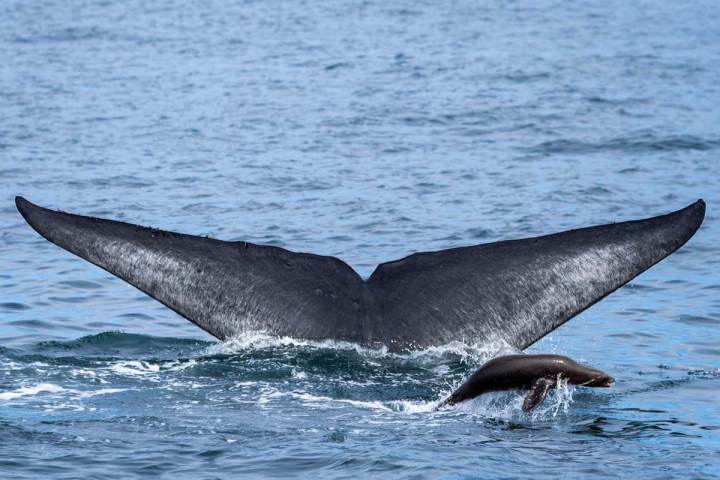 a whale jumping out of the water