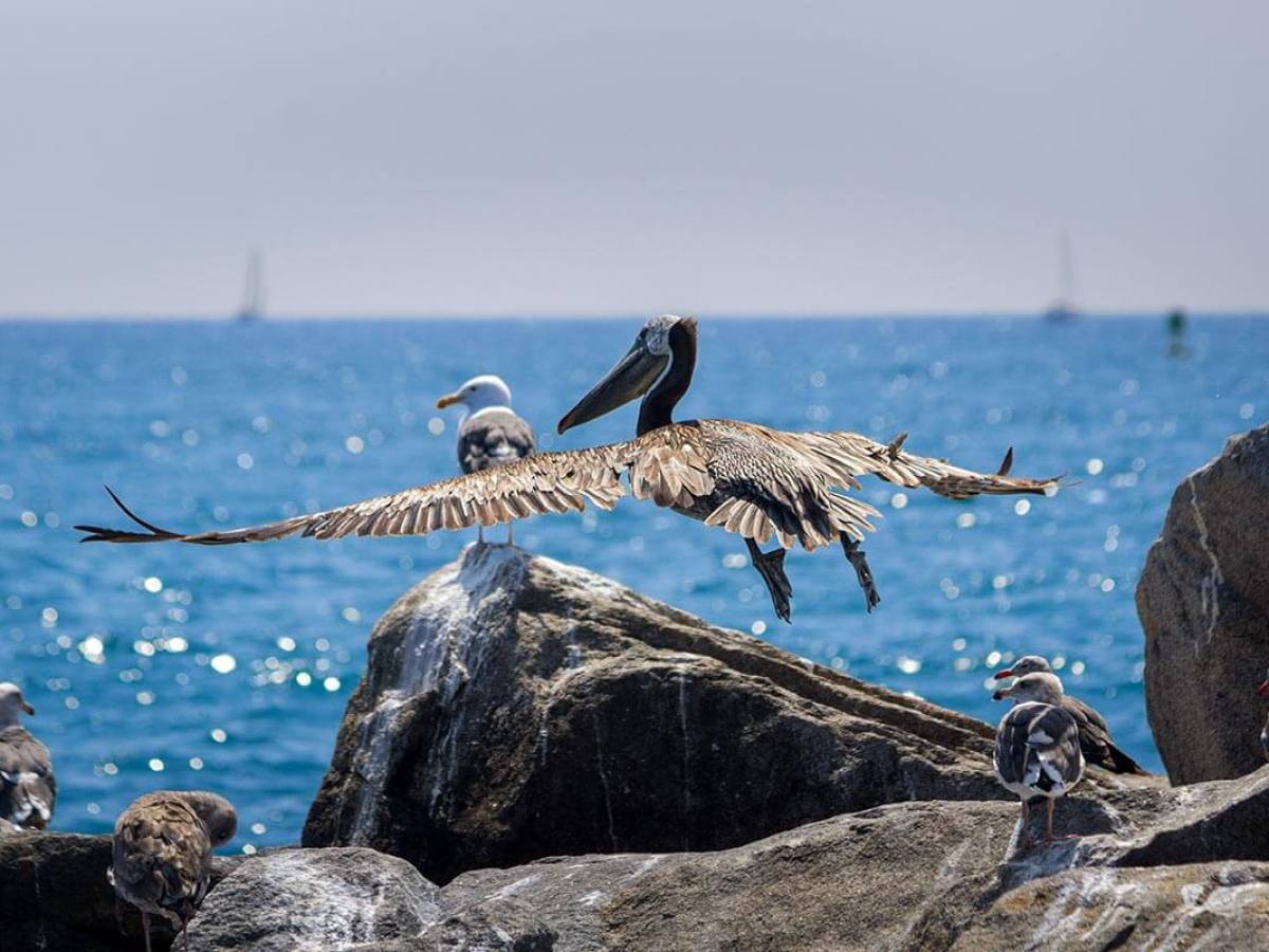 A pelican flying over the jetty rocks of Dana Point Harbor towards the Pacific ocean, with seagulls nearby and sailboats on the horizon.