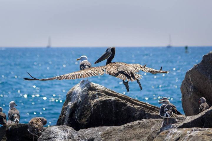 A pelican flying over the jetty rocks of Dana Point Harbor towards the Pacific ocean, with seagulls nearby and sailboats on the horizon.