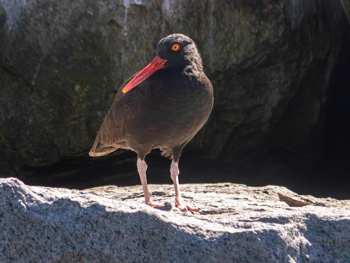Black oystercatcher with red beak stands on a rock in Dana Point Harbor .