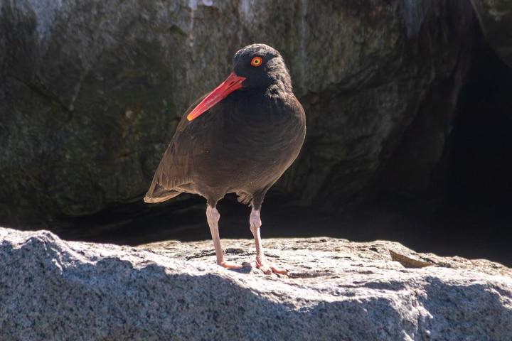 Black oystercatcher with red beak stands on a rock in Dana Point Harbor .