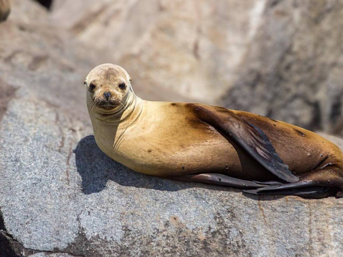 Sea lion resting on the Dana Point Harbor jetty rocks in bright sunlight, looking towards the camera.