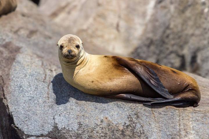 Sea lion resting on the Dana Point Harbor jetty rocks in bright sunlight, looking towards the camera.